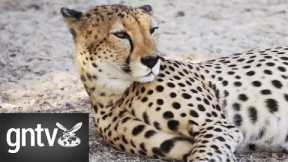 Sir Bani Yas | Sir Bani Yas Safari | Conserving wildlife on Sir Bani Yas Island - https://reveldeck.com