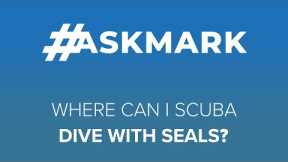 Where's the Best Place to Scuba Dive With Seals? #askmark #scuba #seals