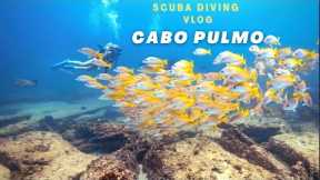 Scuba Diving in Cabo Pulmo | B.C.S Mexico | Travel Vlog