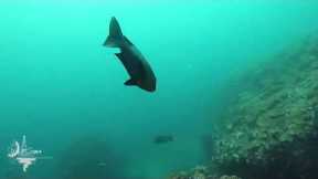 Scuba Diving Belongas - Recent Trip