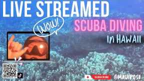 LIVE STREAMED SCUBA DIVING IN HAWAII WITH EELS, TURTLES AND MORE FOR SUNSET FULL VIDEO