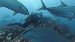 Cocos Island, Costa Rica June 2022 Dive Trip