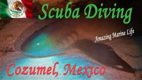 Scuba Diving Cozumel, Mexico 4K