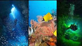 Exploring the Wonders of the Underwater World: A Scuba Diving Adventure