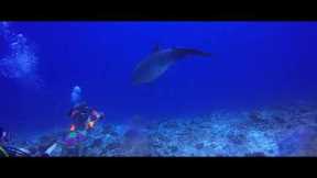 Rangiroa November 2021 Scuba Diving