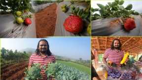 Andhra Strawberry fields|Lambasingi tour part-2|strawberry Harvesting@Sarathvlogstelugu #Lambasingi