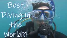 Best Diving in the World? | Scuba Diving Kauai