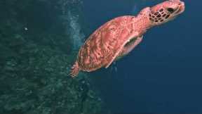 Scuba Diving in Palau 2023
