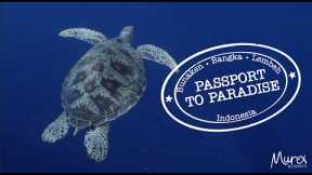 Scuba diving North Sulawesi - Indonesia in 2023. Passport to Paradise - Bunaken, Bangka and Lembeh