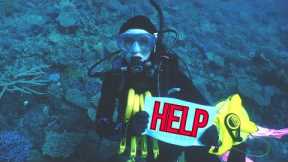 What you should ACTUALLY be afraid of when Scuba Diving