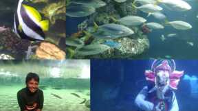 #Chennai marine kingdom  Aquarium #vinayagar scuba diving 2023#vinayagar chaturthi vlog #travel