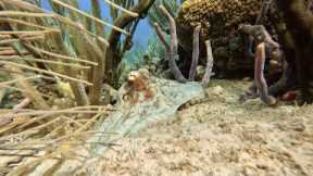 Scuba Diving in Bonaire 2022 [4K]