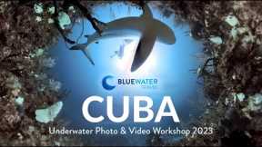 Cuba Scuba Diving and Cultural Tour 2023 - Bluewater Travel