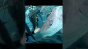 scuba diving with whale sharks in Okinawa #travel #scubadiving #animals #nature #shorts