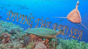 Scuba Diving Egypt Red Sea UHD 4k