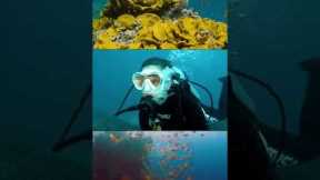 SCUBA DIVING IN GOA: The GRAND ISLAND - The Ultimate Scuba diving destination