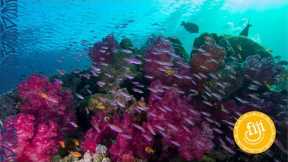 Fiji's Diving | Scuba Diving Fiji's reefs, pinnacles and coral gardens