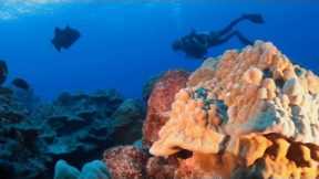 Scuba Diving Rarotonga The Cook Islands Travel Video
