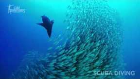 Scuba Diving with Cabo Adventures® Tours in Cabo San Lucas and Cabo Pulmo