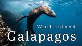 The Galapagos, Scuba Diving Wolf Island