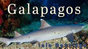 The Galapagos, Scuba Diving Cousins Rock Isla Santiago