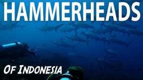 Remote Island Diving Indonesia | Searching for Hammerheads | Banda Neira |  Scuba Liveaboard