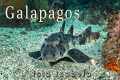 The Galapagos, Scuba Diving Point