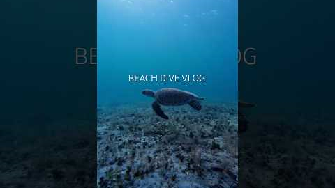 beach dive vlog ! #florida #diving #freediving #scubadiving #travel #dive #fish  #beach #ocean