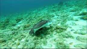 Best Diving Video in the World: Grand Cayman Scuba Diving Trip June 2015