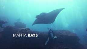 Scuba Go Indonesia – Your Gateway to Indonesia’s Best Dive Spots