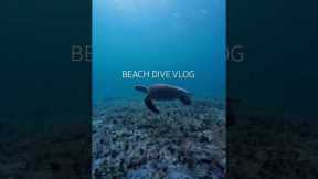 beach dive vlog ! #florida #diving #freediving #scubadiving #travel #dive #fish  #beach #ocean