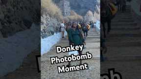 Mama a donkey behind you! 😂🐴  #Funny #Donkey #Fail #Travel #Meme