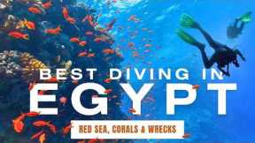 Diving in Egypt. Our Best Tips for Scuba Diving in the Red Sea!