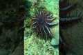 Diving For Venomous Starfish In