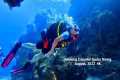 Amazing Cozumel Scuba Diving August,