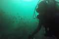 Scuba Diving Bainbridge Island,