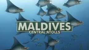 Scuba diving in Maldives - All you can see