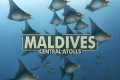 Scuba diving in Maldives - All you