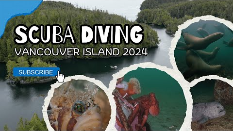 Vancouver Island Scuba Diving 2024 | Highlight Reel #VancouverIsland #ScubaDiving #SonyA7S3