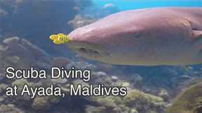 SCUBA Diving, Ayada Maldives - Underwater Video 4K