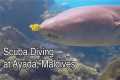 SCUBA Diving, Ayada Maldives -