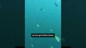 What It’s Like to Dive 100 Feet Deep in Belize 🌊🇧🇿 #Diving #Belize #ScubaDiving #DeepDive #Sharks