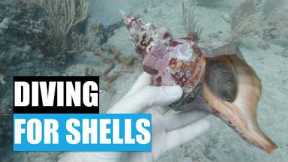 Should I scuba for shells? First time diving a shipwreck for seashells.