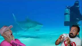 Divers React to Tiger Shark approaching diver from behind