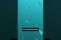 What It’s Like to Dive 100 Feet Deep
