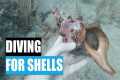 Should I scuba for shells? First time 