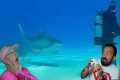 Divers React to Tiger Shark