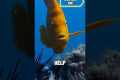 How This Tiny Fish Trains Scuba
