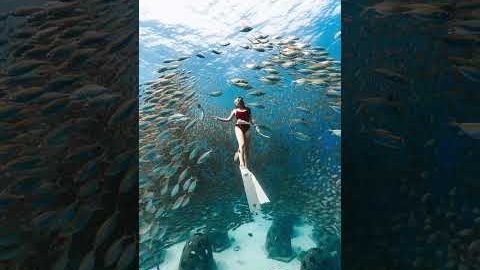 🌊 Discover Thailand's Underwater Wonders: Ultimate Scuba Diving Guide 🇹🇭 (Best Spots, Tips & Marine)