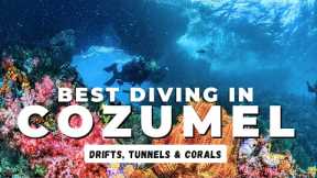 The Best Diving in Cozumel in 2025 - Diving Mexico's Drift Diving Capital